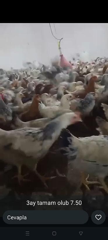 can əti nədir: Kənd toyuğu Toyuq Bütöv — 1