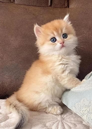 Pişiklər: Şotland — 1