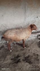 qarabağ atı qiyməti: Qoyunlar, qoçlar — 1