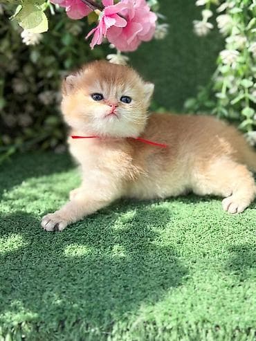 sud mawini: Britan — 3