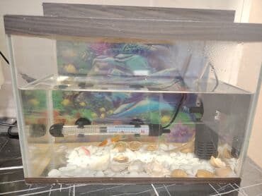 Akvaryum seti - Şüşə akvaryum, üst və alt dekorativ örtüklə - Daxili