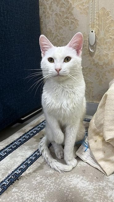 Собаки: В добрые руки — 2