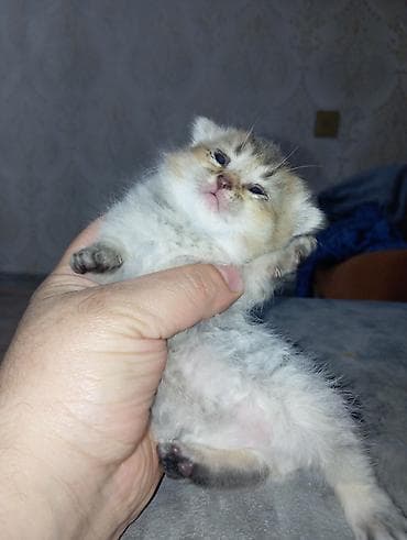 Şotland uzun tüklü