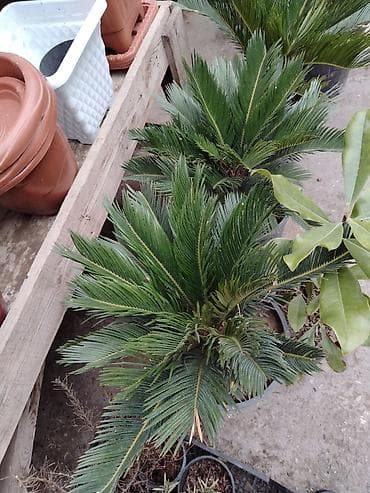 tikanlı bitkilər: Sekras palma heyət üçün yeke ölçüdə — 2