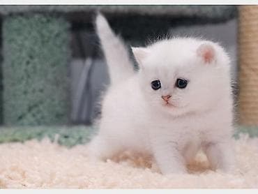 qara pişik: Britan, Pulsuz çatdırılma — 5