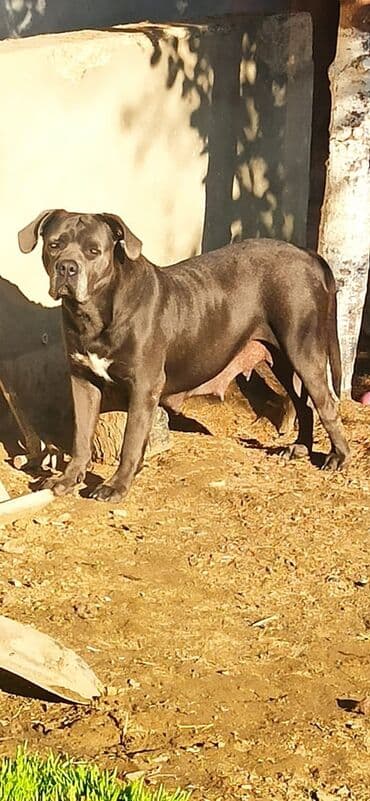 кане корсо цена: Kane-Korso, 2 ay, Ünvandan götürmə — 6