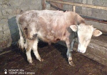 Gəmiricilər: 9 aylığ erkey danadı tamda sağkamdı kim isdəsə vatsapda yazsın — 1