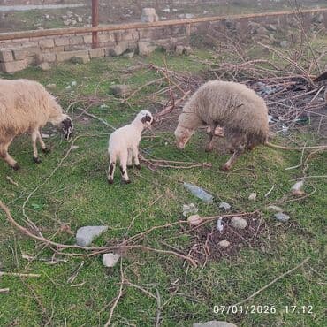 Qazlar: Ana bala. bala disidi 2 hefdelikdi sağlam heyvanlar dir — 4
