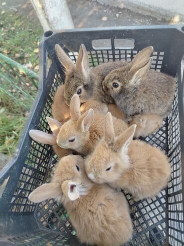Bala dovşanlar 1 ayın karlik sortdan donme