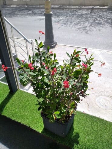 xlorofitum bitkisi: Otaq bitkiləri — 1