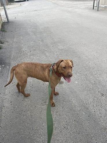 dosan sekili: Pitbul, 2 il, Dişi, Sənədli, Ünvandan götürmə — 4