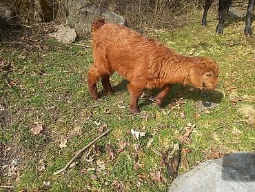 yerli keciler: Qırmızı-qəhvəyi rəngdə bala keçi - Cins: yerli dağ keçisi tipli — 5