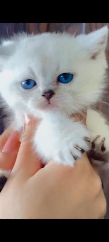 naxcivan heyvan elanlari: Şinşilla — 5