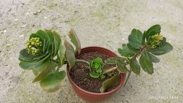 Кухонные принадлежности: Kalanxoe (Kalanchoe) – saksı sukulenti - Növ: Kalanxoe (çiçək açan — 8