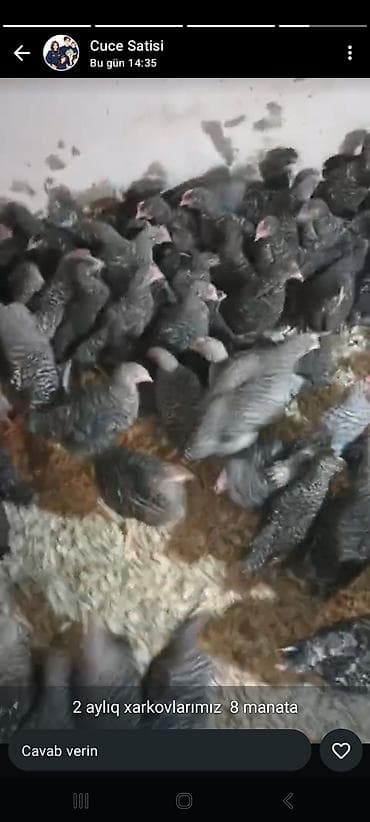 продажа животных в баку: Colpalarimiz satisda — 1