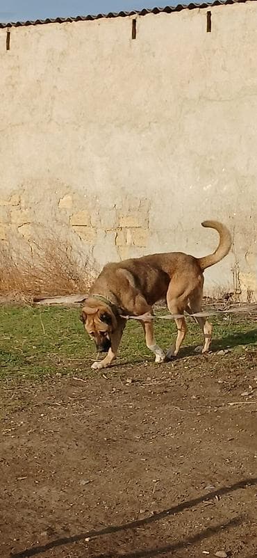 Птицы: Гурдбасар, 3 годa, Самец — 7