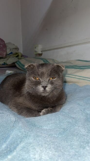 Heyvanlar üçün mallar: Şotland yastı qulaq — 2