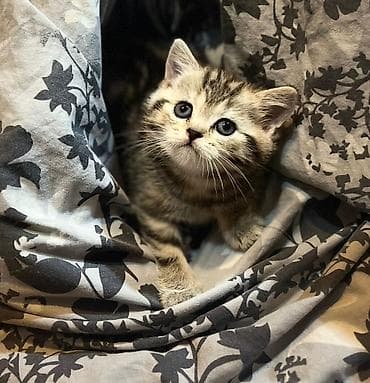 disi alabay: British tipli zebralı balaca pişik - Cins: Scottish/British tipli — 2