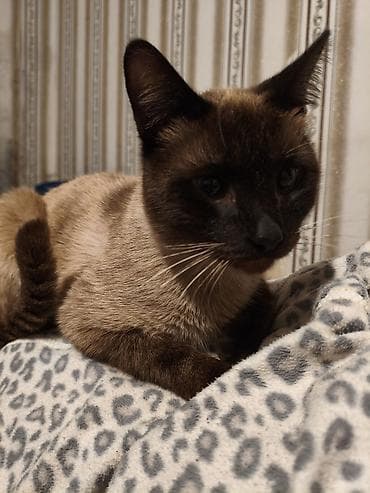 Pişiklər: Siam, Erkək — 3