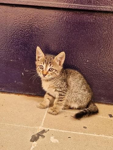 Tabbi, Dişi, Yaxşı əllərə