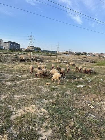 ev heyvanları satışı: Qoyun sürüsü satılır - Növ: yerli qarabaş/qaradolaq tipli ətlik — 3