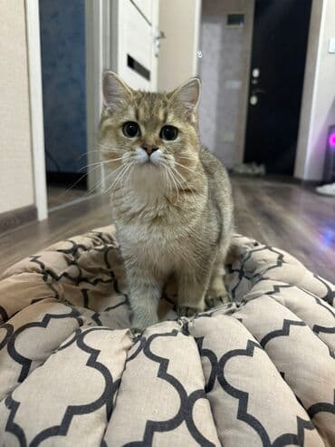 pişik tualet: Dişi, Ünvandan götürmə, Pulsuz çatdırılma, Ödənişli çatdırılma — 5