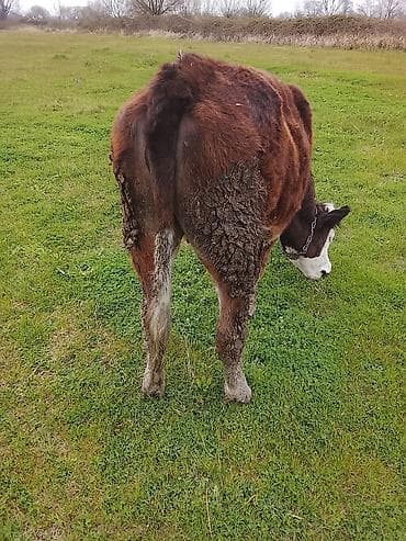 bala itlerin satisi: Hereford tipli dana – otlaqda saxlanılır. - Rəng: tünd qəhvəyi bədən — 4