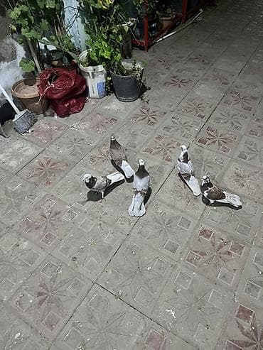 dekorativ quslar: Sarıköynəkli, ağ-qumral rəng çalarlarında dekorativ göyərçinlər dəsti — 3