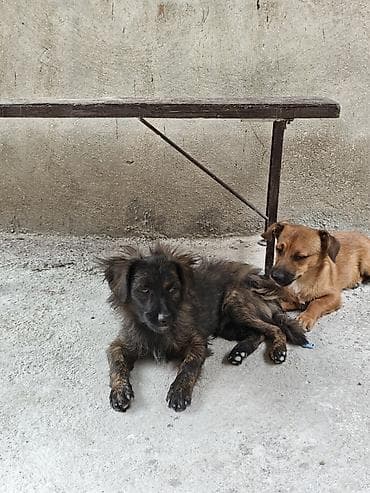 lalafo.az heyvanlar itler: 6 ay, Erkək, Ünvandan götürmə — 7