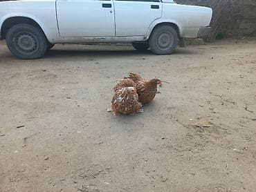 qırmızı kanada: Məhsul: Cüt dekorativ toyuq Təsvir: cuti 70 manata - Rəng — 3