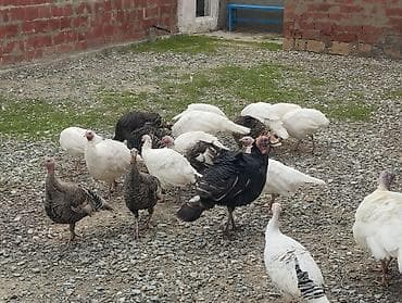 toyuğlar: Toyuq, Brama, Damazlıq — 5