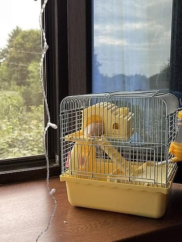 lal ordek balasi: Hamster və qəfəs dəsti Məhsul təsviri: İki ədəs- Kiçik ölçülü suriya — 1