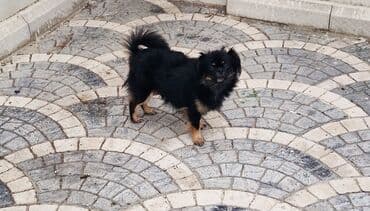 продам собаку объявление: Шпиц, 1 год, Самка, С прививками, Самовывоз — 2