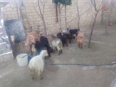 Atlar: Məhsul: Qoyun-keçi təsərrüfatı üçün keçilər (qarışıq sürü) Təsvir: - — 2