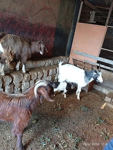 Inəklər, öküzlər: 6 ədəddir. 1 i balalayıb. Balası erkəkdir.Yanında hələb erkəyi var — 5