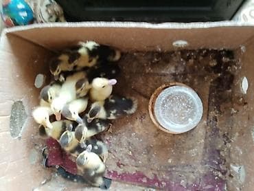 ördek: Sata bilər: ördək balaları - Növ: ev ördəyi balaları (sarı və qara — 3