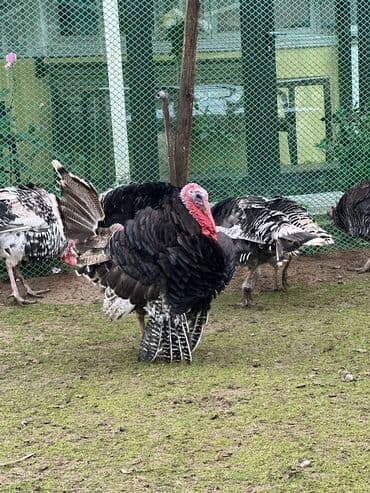 Inəklər, öküzlər: Hinduwlar satilir — 2