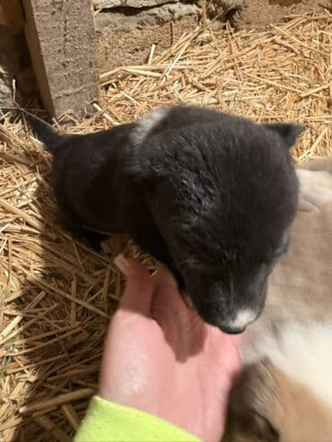 Toyota: 1 месяц — 5