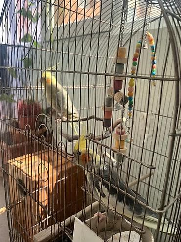 Nimfa (Cockatiel) cütü və qəfəs aksesuarları - Növ: Nimfa tutuquşusu