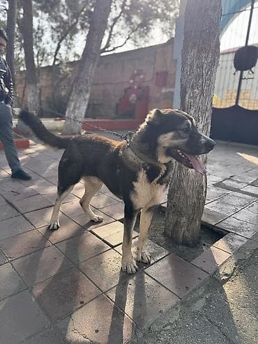 pişik qara: Qurdbasar, 11 ay, Erkek, Peyvəndli, Ünvandan götürmə — 9