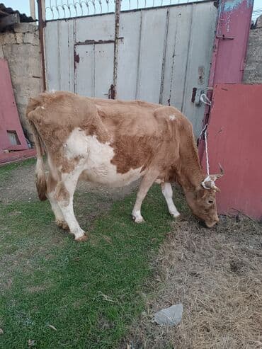 UAZ: Süd və ət istiqamətli inək heyvanları - Üç baş inək: biri ağ-qara — 2