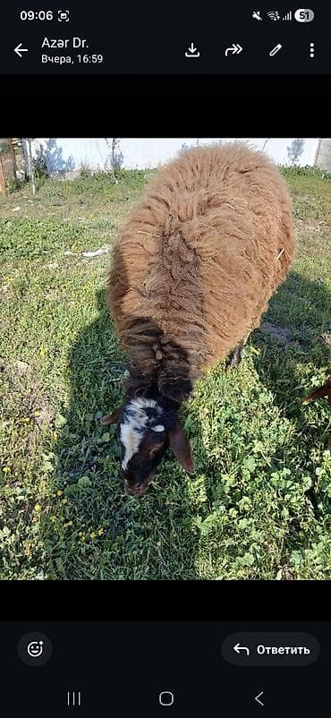 qoyunlar satilir: Erkək, il: 2, Ətlik — 2