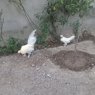 kend cuceleri: Toyuq, Damazlıq — 2