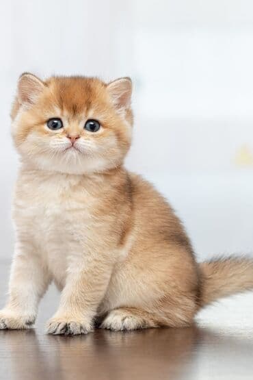 Кошки: Шотландская, Самец, Самка, В добрые руки, Самовывоз, Бесплатная доставка, Платная доставка — 9