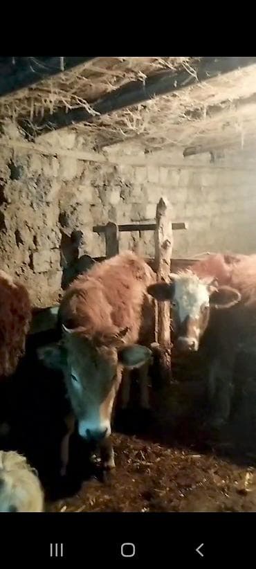simental inek satışı: Mal-qara satışı – 2 baş dana/buzağı - Növ: iribuynuzlu, ətlik — 1