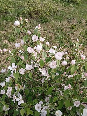 obyekt satilir: 60 sot, Kənd təsərrüfatı, Mülkiyyətçi, Kupça (Çıxarış) — 8