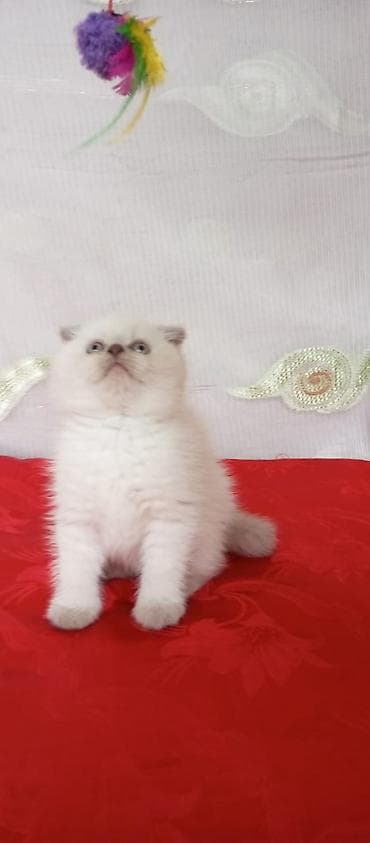 shotland pişik: Britan — 5