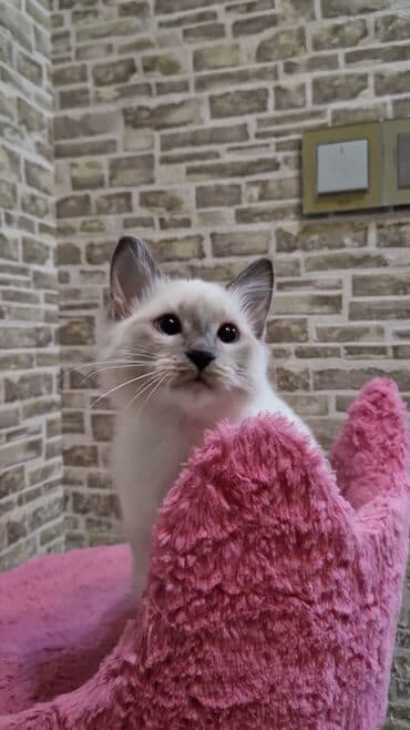 Dişi, Pulsuz çatdırılma