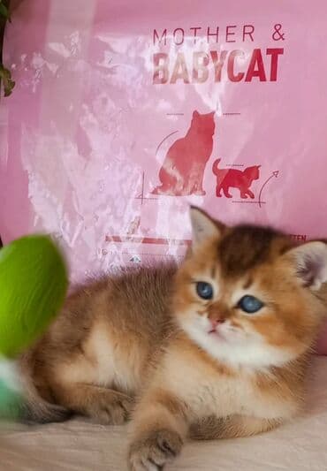 Britan, Erkək, Dişi, Yaxşı əllərə, Ünvandan götürmə