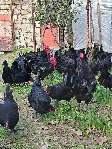 essek sudu satilir: Avstralop toyuqlarının mayalı yumurtası.Qiymət 80 qəpik — 9